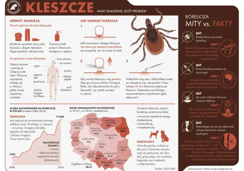 Czy borelioza jest zakaźna? Fakty, które musisz znać o tej chorobie