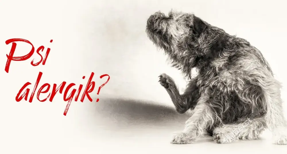 Czy kaczka uczula psy? Objawy alergii, które musisz znać