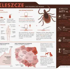 Czy borelioza jest zakaźna? Fakty, które musisz znać o tej chorobie
