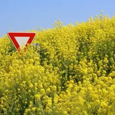Czy rzepak uczula? Objawy alergii, które mogą cię zaskoczyć