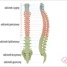 Najlepszy lekarz od kręgosłupa - poznaj wszystkich specjalistów i ich role