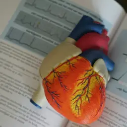Model serca na tle książki z zapisem EKG. Czy to jest EKG? Co to jest EKG?