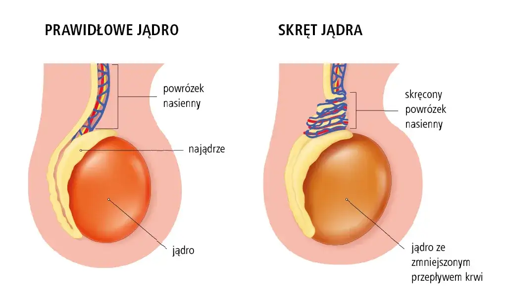Zdjęcie Badanie jąder - do jakiego lekarza najlepiej się zgłosić w 2025?