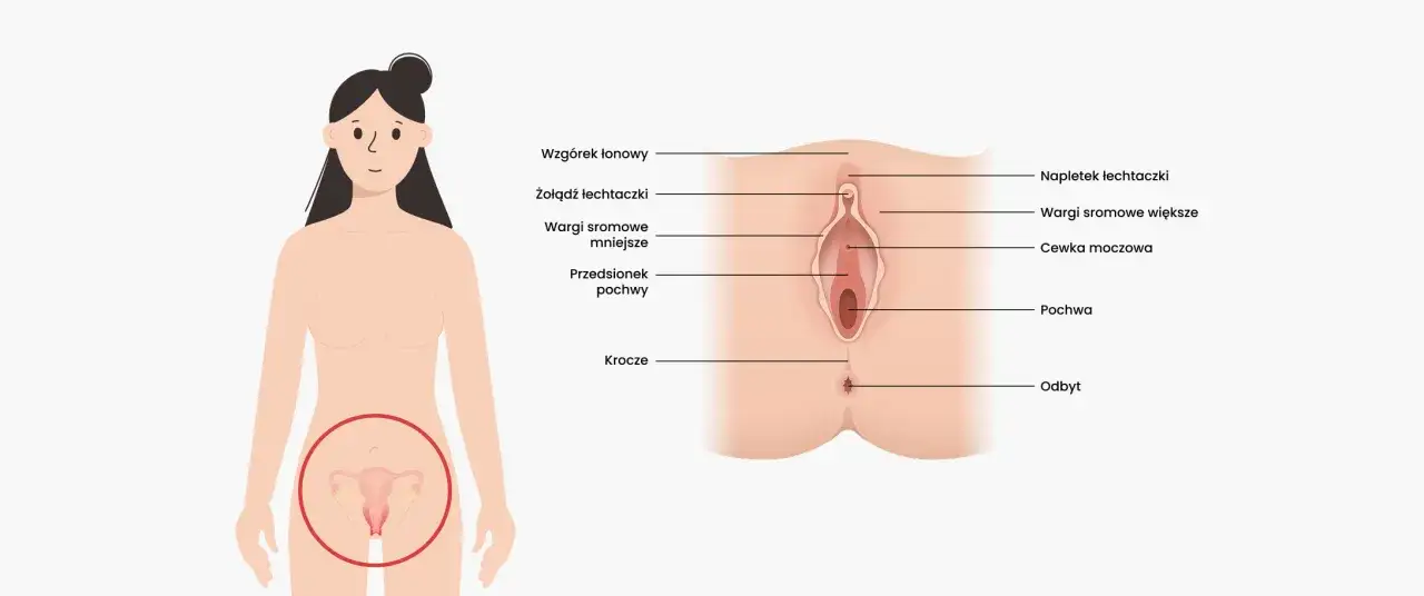 Anatomia wulwy: wzgórek łonowy, łechtaczka, wargi sromowe, cewka moczowa, pochwa i odbyt.