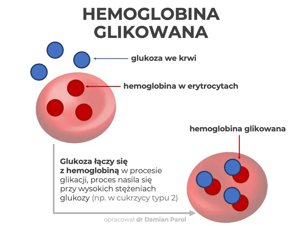 Zdjęcie Hemoglobina glikowana – co to za badanie i jak wpływa na zdrowie?
