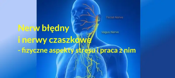 Nerw błędny - anatomia, objawy i leczenie. Czy to tylko stres?